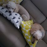 Profile Picture of Maxwell & Toby - Mini Poodles (@oodles_of_poodles_with_doodles) on Instagram