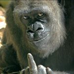 Profile Picture of Nick Hasset (@nicholashassett) on Instagram