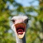 Profile Picture of danielemaltby (@danielemaltby) on Tiktok