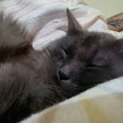 Profile Picture of Kirk Patrick Mose (@kirkpatrickmose8678) on Youtube