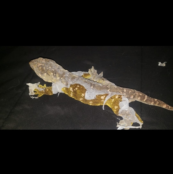 Profile Picture of Paul Burns (@phpthatsme) on Poshmark