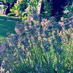 Profile Picture of Anne Kearns (@annekearns) on Instagram