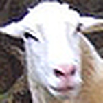 Profile Picture of Andrew Levine (@unkodak) on Flickr