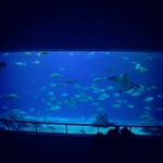 Profile Picture of PEARL CHOU (@lesyellowiris) on Instagram