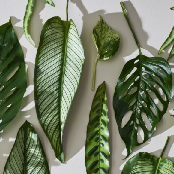 Profile Picture of Jocelyn Pembleton (@joceandlu) on Poshmark