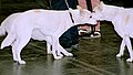 Profile Picture of Sniffing (behavior)on Wikipedia
