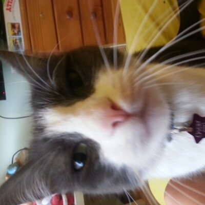 Profile Picture of Sophie Ham (@Soph_Ham) on Twitter