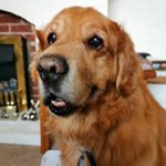 Profile Picture of Leia Evans (@princess_leia24) on Instagram