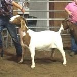 Profile Picture of Jacob Tipton (@_countryboy_1999) on Instagram