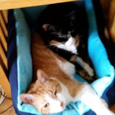 Profile Picture of Louis Kersten (@louisvk) on Twitter