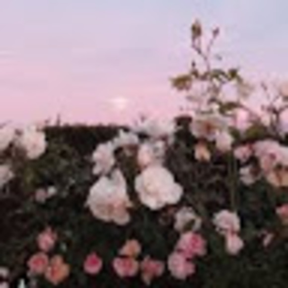 Profile Picture of Sophia Wagner (@sophiawagner543) on Poshmark