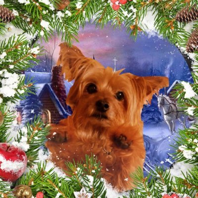 Profile Picture of Mooch (Barney 💔MrCoco💔) (@MoochYorkie) on Twitter