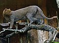 Profile Picture of Jaguarundion Wikipedia