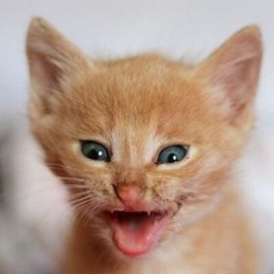 Amir Khalifa - Twitter Profile Picture of Amir Khalifa (@Portlandamir) on Twitter