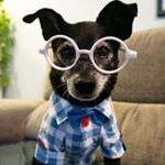 Profile Picture of Elmer (@elmertakesmanhattan) on Instagram