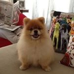 Profile Picture of Nancy Choo (@khawallster) on Instagram