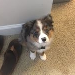 Oliver Carl Trooper - Instagram Profile Picture of Oliver Carl Trooper (@olivercarl_theaussie) on Instagram