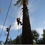 Profile Picture of John Spurgin (@mastertreecare2020) on Instagram