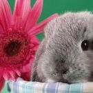 Profile Picture of Deborah Moloney (@damoloney1) on Pinterest