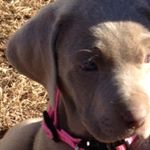 Profile Picture of Brace Campbell (@thompson_warrior22) on Instagram