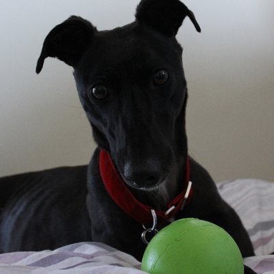 Profile Picture of Libby Carter (@Libbyncarter) on Twitter