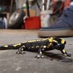 Profile Picture of ac (@adriencormier5) on Instagram