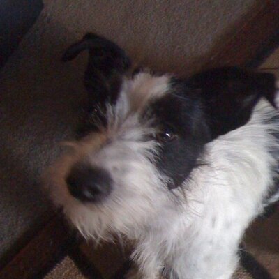 Profile Picture of Jeri Dennis (@JeriDennis1) on Twitter