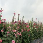 Profile Picture of 18y.黃小花 (@ooo725) on Instagram