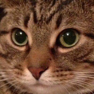 Profile Picture of Randall Li (@randall_li) on Twitter