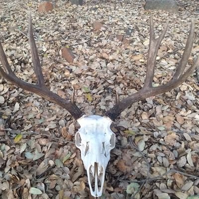 Profile Picture of Jeremy Shykowski (@hunt24_7_365) on Twitter
