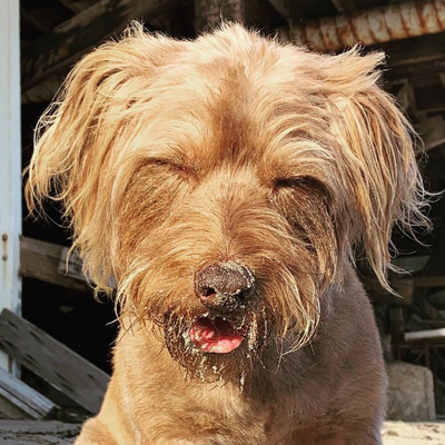 Profile Picture of Michael Lustig (@randomsighting) on Twitter