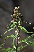 Profile Picture of Artemisia tilesiion Wikipedia