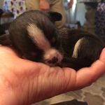 Profile Picture of Ericka Johnson (@precious_chihuahuas_michigan) on Instagram