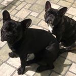 Profile Picture of Pandora&Zeus_Buldoog Frances🐶🐾 (@pandora_zeus_buldoog) on Instagram
