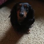 Profile Picture of Doug Belcher (@doonerbread) on Instagram