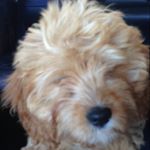 Profile Picture of Herbert Bentley Poile (@herbert_puppie) on Instagram