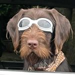 Profile Picture of Steve Fuentes (@mydog.steve) on Instagram