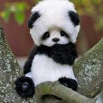 Profile Picture of PandinhA Edward (@pandinha_edward) on Instagram