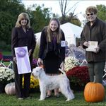 Profile Picture of Kristin Pierson (@ellie_thegreentreewheaten) on Instagram