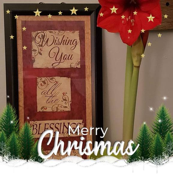 Profile Picture of Debbie Sonnleitner (@hugedog) on Poshmark