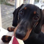 Profile Picture of Albert Orsik (@albietheminiaturedachshund) on Instagram
