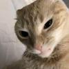 Profile Picture of Joshua Digman (@joshua.digman) on Tiktok