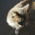 Profile Picture of Christopher Solis (@christopher.solis.cl) on Flickr