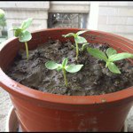 Profile Picture of weichao zhang (@chao_chao_) on Instagram