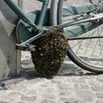 Profile Picture of Harold Cohen (@dlorah.nehoc) on Instagram