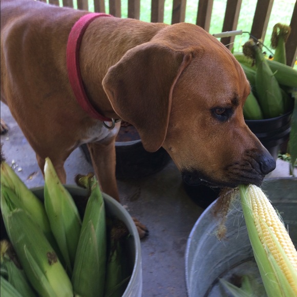 Profile Picture of Tracie Farmer (@tfarmer99) on Poshmark