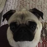 Profile Picture of Harvey Sutton (@harveysuttsutt) on Instagram