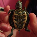Profile Picture of Felicia The Turtle (@feliciatheturtle) on Instagram
