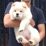 Profile Picture of Holly Chow-Chow (@hollychowchow) on Instagram