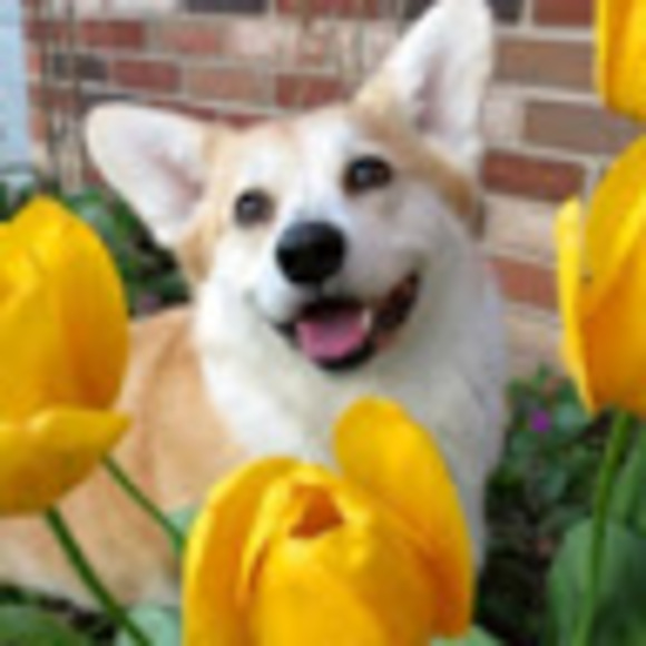 Profile Picture of Joshua Le (@joshuale916) on Poshmark